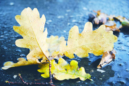 Yellow oak leaves falling on the wet asphalt in autumnの写真素材