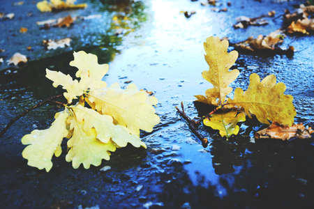 Yellow oak leaves falling on the wet asphalt in autumnの写真素材