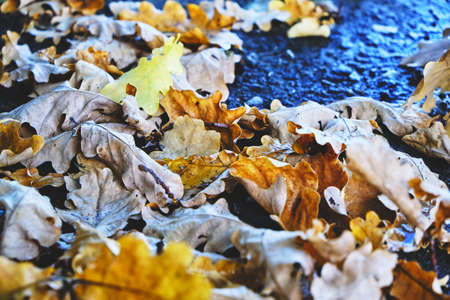 Yellow oak leaves falling on the wet asphalt in autumnの写真素材