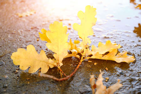 Yellow oak leaves falling on the wet asphalt in autumnの写真素材