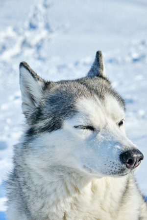 Muzzle of Siberian Husky dog on snow background on bright sunny day