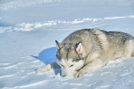 Siberian Husky lies in the snow on a bright sunny dayの写真素材