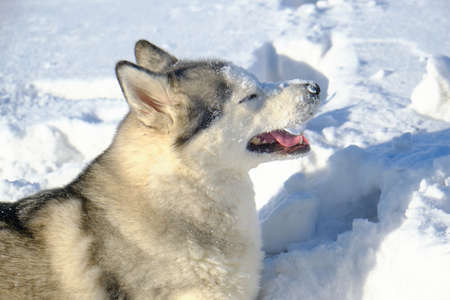 Siberian Husky lies in the snow on a bright sunny day