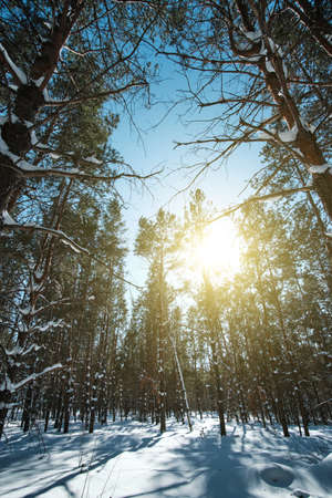 Winter, pine forest on a bright sunny day with deep shadows on snow from trees is covered with snow.