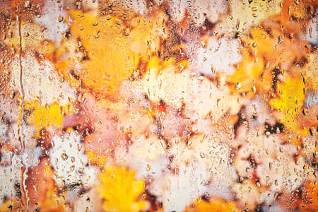 Fallen, yellowed autumn leaves behind the wet glass after the rain.Background fogged glass with foliage.の写真素材