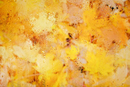 Background fallen yellow maple leaves behind wet glass in drops after rainの写真素材