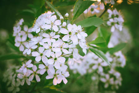 White blossoms of a blooming apple tree with green foliage aroundの写真素材
