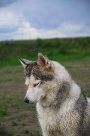 Husky dog sits on green grass and approaching clouds