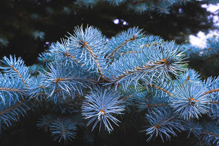 Blue spruce branch nature evergreen coniferous trees