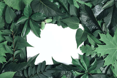 Template for creativity, background of green foliage trees and flowers with white square in middle...