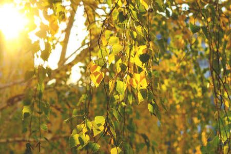 Yellowing foliage on birch tree, in autumn against background of an evening sunset
