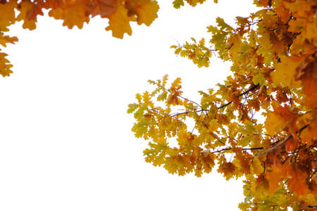 Oak branches with yellowed foliage with the onset of autumn, on a white backgroundの写真素材