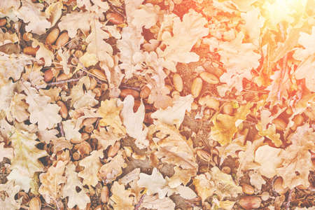 Fallen autumn oak leaves, on a warm day, bright sunlight