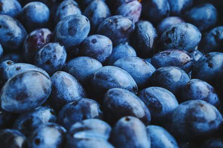 Background is bright and ripe plums, beautiful and delicious fruitsの写真素材
