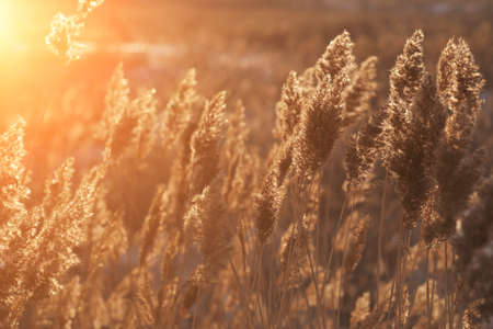 Dry reeds on lake against background of contoured sunlight, cane seeds. Golden reed grass in autumn. Natural background. Minimalistic, stylish, fashionable conceptの写真素材