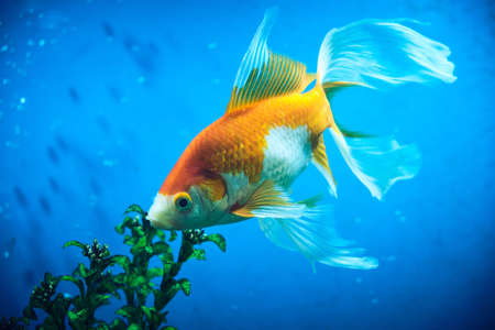 Goldfish and albinos in an aquarium with blue backgroundの写真素材
