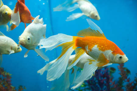 Goldfish and albinos in an aquarium with blue backgroundの写真素材