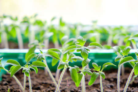 Sprouted seedlings, preparation for summer dacha season, growing vegetable plantsの写真素材