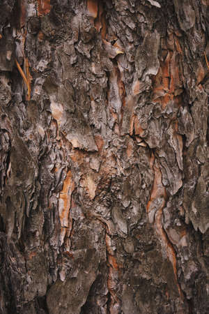 Abstract background pine tree bark closeup
