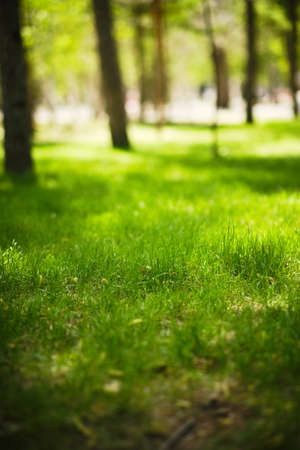 Green lawn in park among trees on bright, warm sunny dayの写真素材