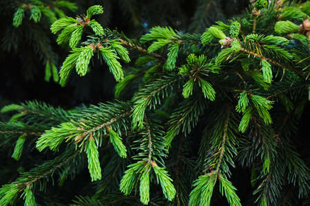 Young green shoots on branches coniferous trees.Growing pine