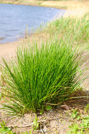 Bunch green grass shore lake among sand