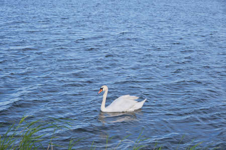 Lonely white swan background blue lake waterの写真素材