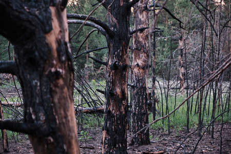 Charred dead pine trees, forest after fire