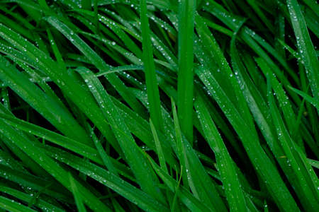 Background, raindrops on green flower stems, wet foliage after rain