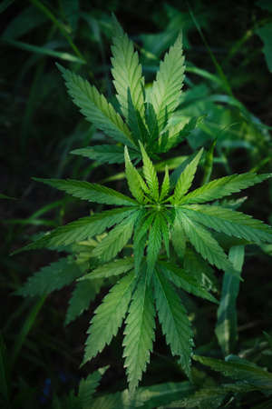 Cannabis bush is a narcotic and medicinal plant