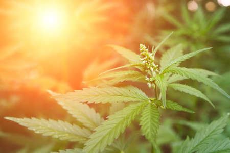 Cannabis bush under rays bright sunの写真素材