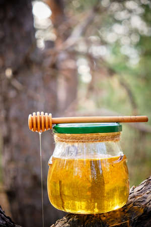 Jar honey and spoon for honey on tree in pine forestの写真素材