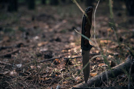 Tactical knife for survival and protection in difficult conditions, stuck tree branch forestの写真素材