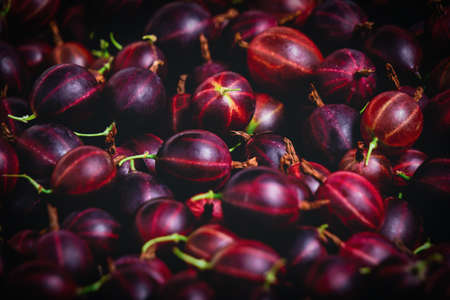 Background of bright burgundy gooseberries,berry close up