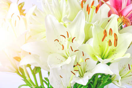 White lily bright sunny day, backgrounds, flowers close up, pistil and stamensの写真素材