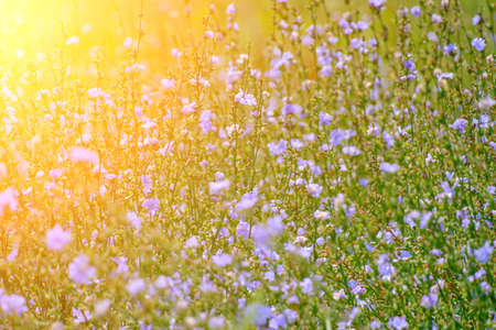 Background, bright lilac meadow flowers green backgroundの写真素材