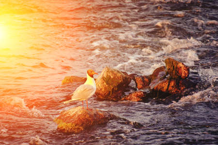 Seagull at sunset sits rock amid stormy stream of water