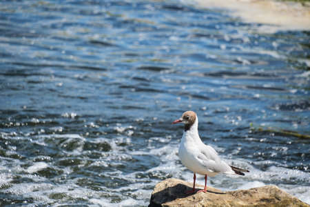 Seagull is sitting stone middle flowing river