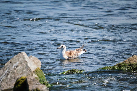 Seagull chick swims river near shore