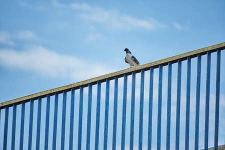 Pigeon sits on rusty fence against blue skyの写真素材