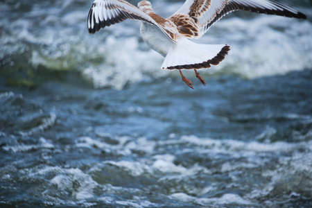 Seagull chick hovering over waterの写真素材