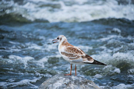 Seagull chick stands on stone middle stormy stream river water