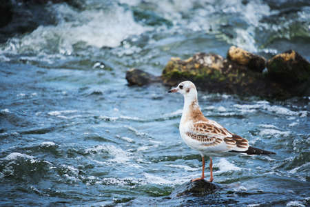 Seagull chick stands on stone middle stormy stream river waterの写真素材