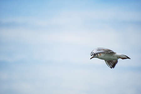 Soaring seagull chick against background clouds and blue skyの写真素材