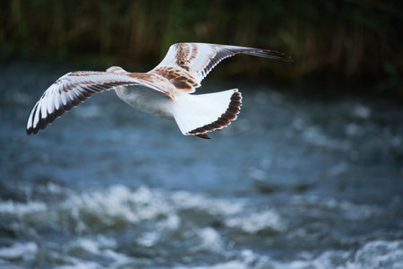 Seagull chick hovering over waterの写真素材