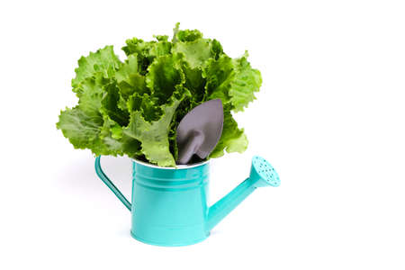 Green lettuce leaves in decorative watering can on white backgroundの写真素材