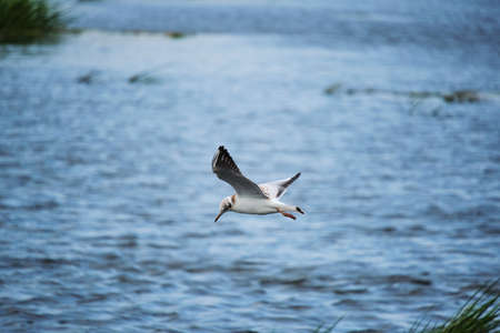 Seagull chick hovering over waterの写真素材