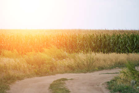country road background cornfields and sky