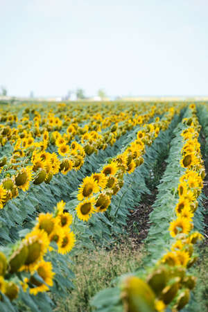 Fields planted with sunflowers, bright yellow and growing flowersの写真素材