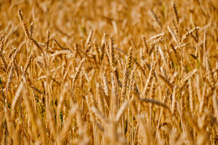 Ripe ears, growing wheat on a bright sunny day